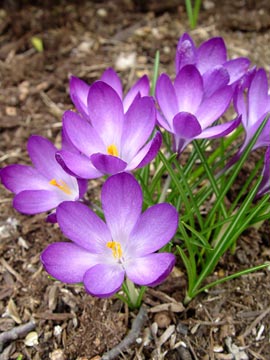 Crocus Ruby Giant in flower in March