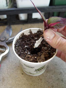 Potting a coleus cutting