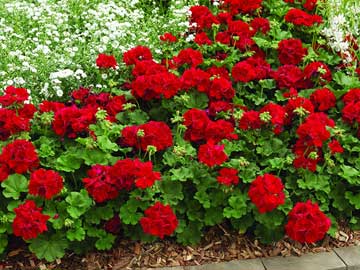 Calliope™ Dark Red