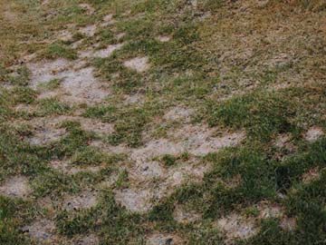 Snow mold damage in lawn