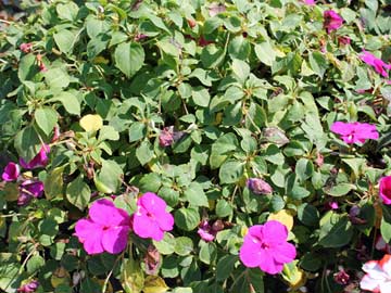 Struggling impatiens