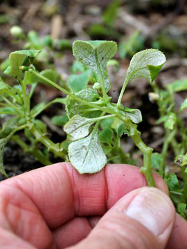 Impatiens with downy mildew