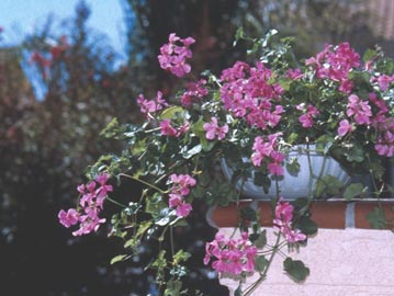 Ivy geranium