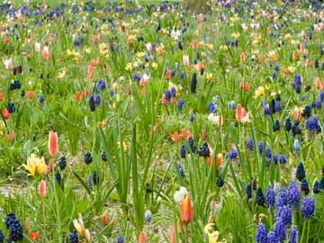 Bulbs at Keukenhof