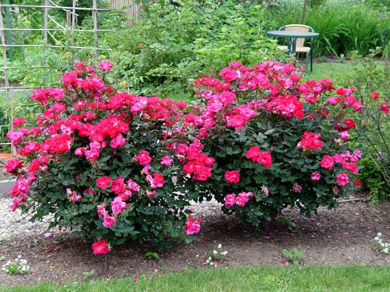 Roses For Those That May Lack A Green Thumb Greenview