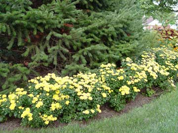 Mums ringing an evergreen