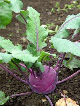 Purple Kohlrabi
