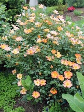 Oso Easy Paprika® rose 