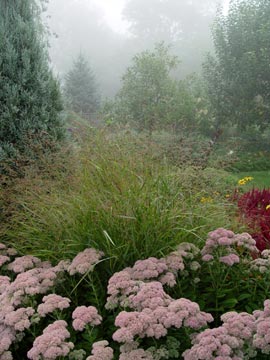 Ornamental grass & pink sedum