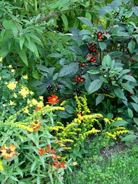Fall plants partnership