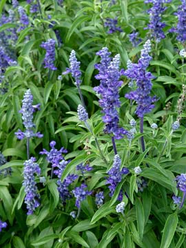 Blue salvia Signum