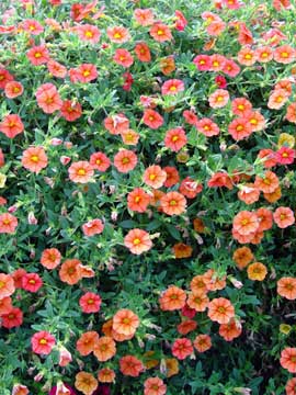 Calibrachoa Superbells Dreamsicle
