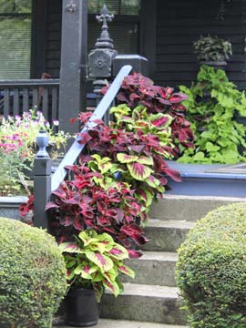 Coleus pots line steps