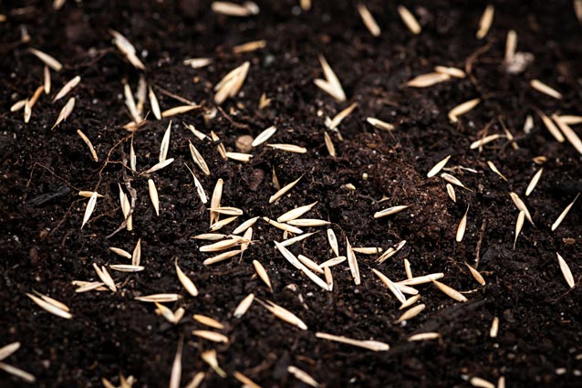 5 Easy Steps for Planting Grass Seed This Fall • GreenView