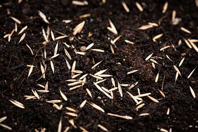 New grass seed