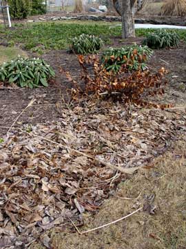 Raking matted leaves