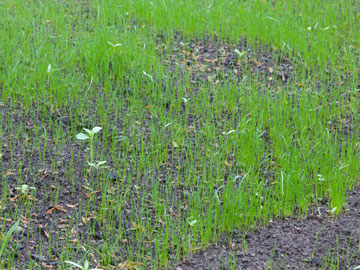 New grass
