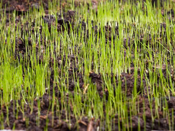 New lawn