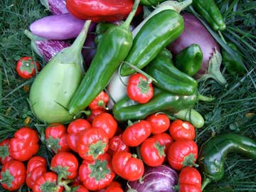 Harvest basket