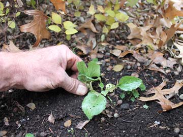 Pulling a winter weed