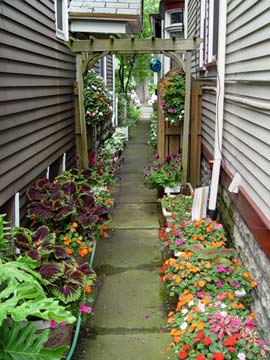 Clusters of pots in a sideyard