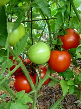 Big Beef tomatoes ripening on the vine