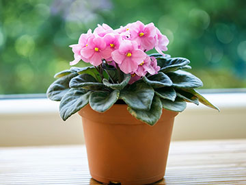 Pink African Violets