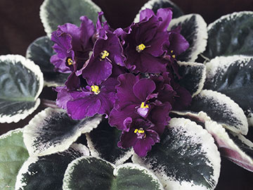 Purple African Violets