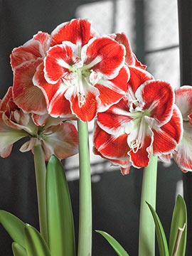 Samba amaryllis