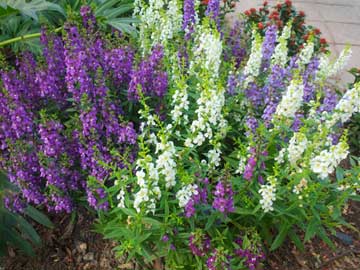 Purple Angelonia
