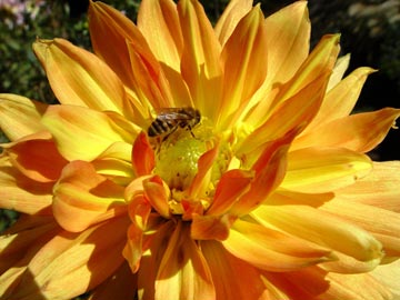 A bee collects pollen from this blooming dahlia.