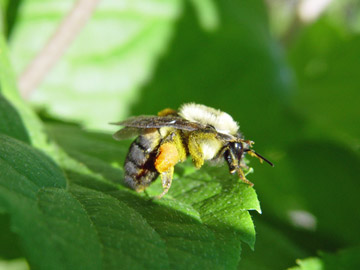 pollen-laden bee