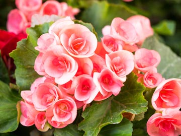 Begonias