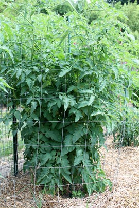 Caged tomato