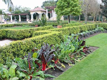 Chard and cabbage