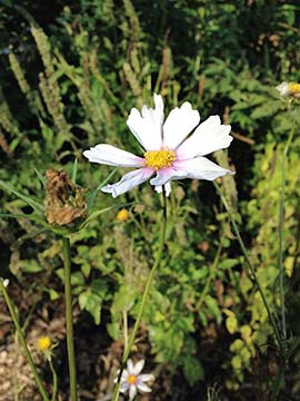 Cosmos is just one of the pretty flowers that you can sow in fall or early winter.