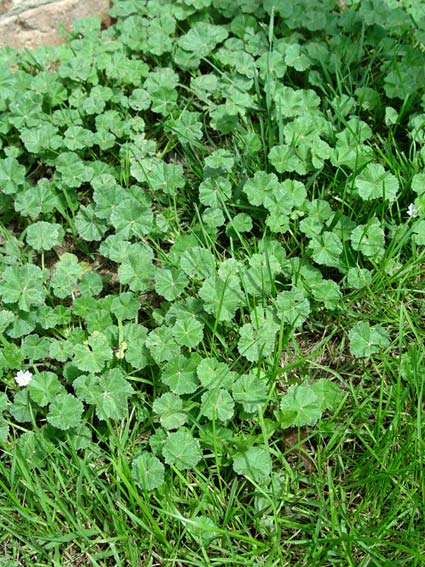 How To Identify & Kill These Annoying Lawn Weeds