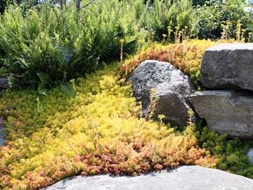 Golden creeping sedum Angelina