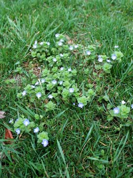 Creeping speedwell