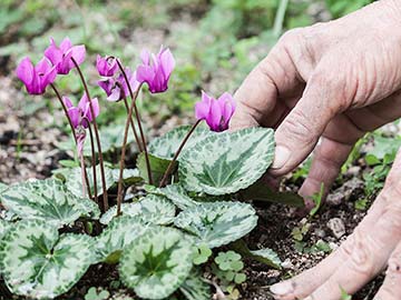 Cyclamen in garden