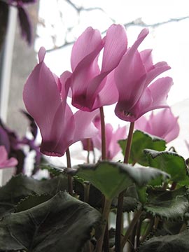 Cyclamen