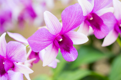 Dendrobium orchid