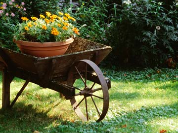 Flower pot in a wheelbarrow