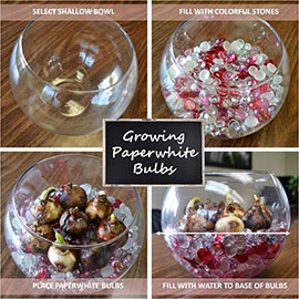 Growing paper whites