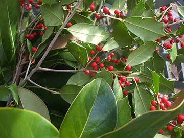 The berries of holly and other plants are poisonous.