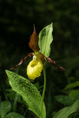 Lady's slipper orchid