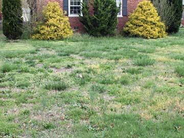 Weedy lawn