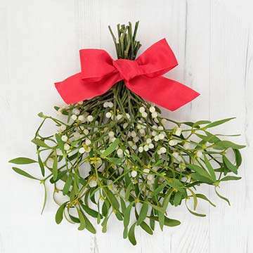 Mistletoe plant.