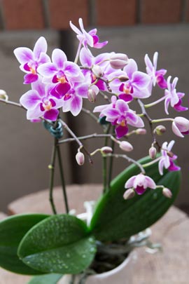 Moth orchid