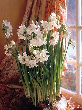 These paper whites are growing in a glass bowl of marbles
